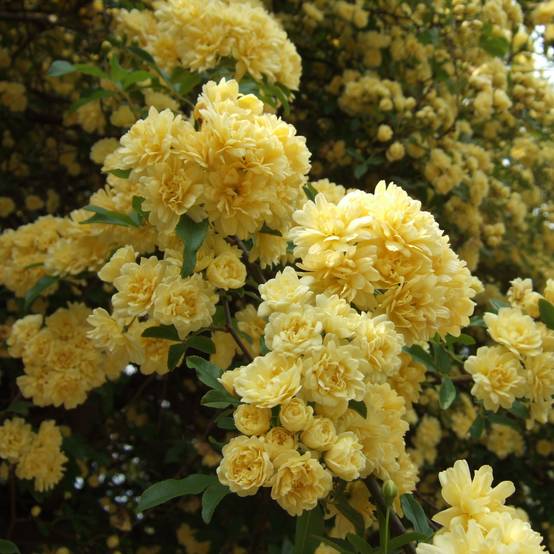 Promesse de Fleurs - Rosier de Banks Lutea - Rosa banksiae Godet de 8/9 cm