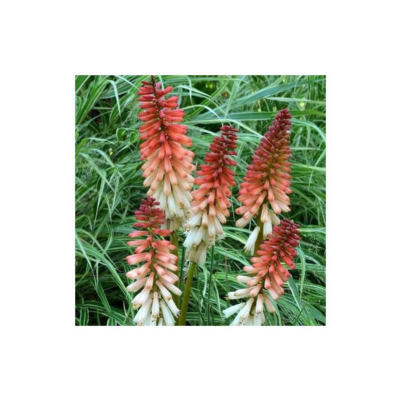Kniphofia, Tison de Satan Orange Vanilla Popsicle® à fleurs Blanche/Orange - feuillage Caduc - Pot de 4L - 40/60 cm - Imagen 1