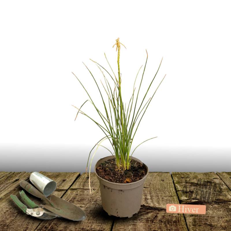 Kniphofia, Tison de Satan Orange Vanilla Popsicle® à fleurs Blanche/Orange - feuillage Caduc - Pot de 4L - 40/60 cm - Imagen 4