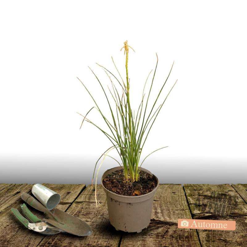 Kniphofia, Tison de Satan Orange Vanilla Popsicle® à fleurs Blanche/Orange - feuillage Caduc - Pot de 4L - 40/60 cm - Imagen 2