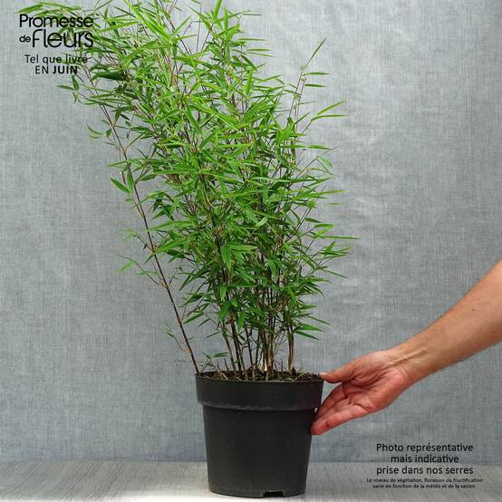 Fargesia nitida Black Pearl - Bambou non traçant Pot de 4L/5L - Image 2