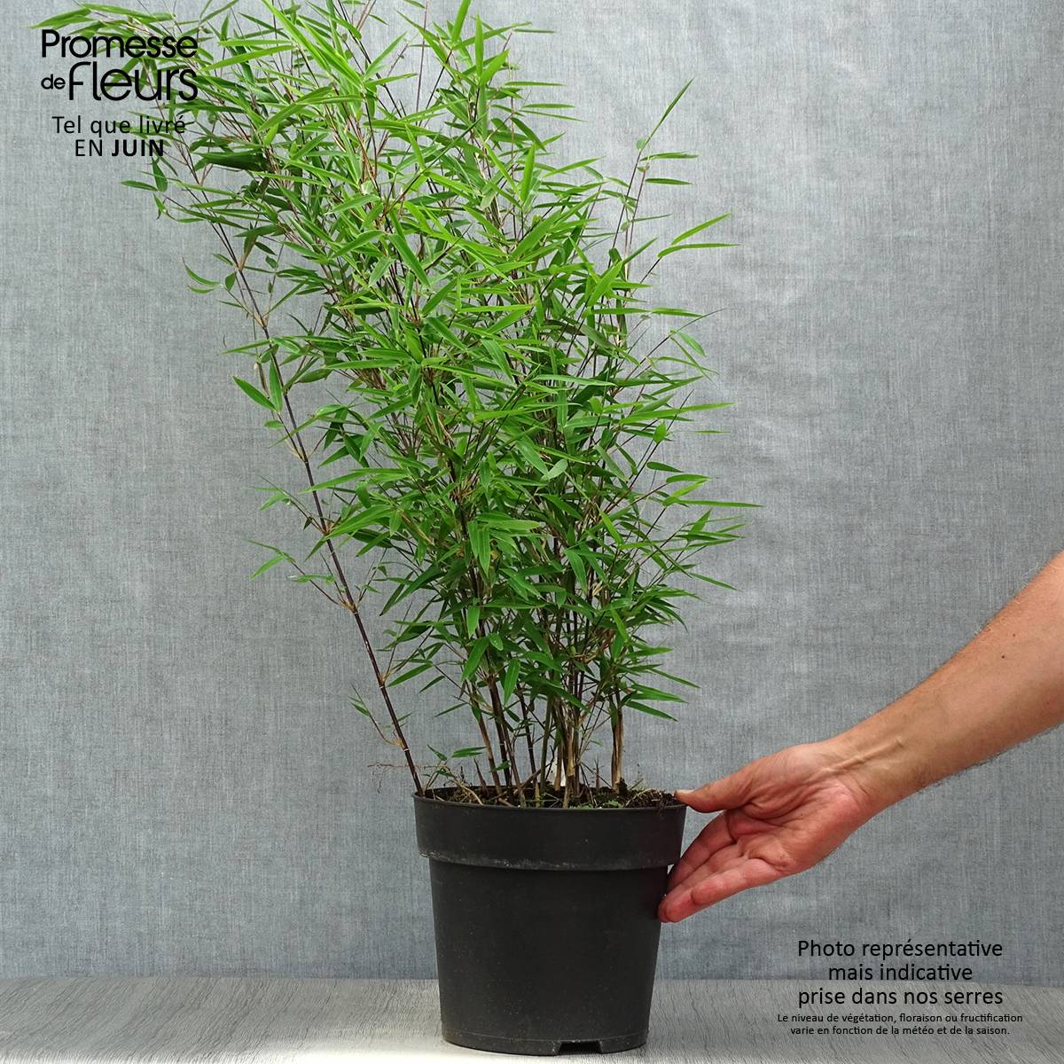 Fargesia nitida Black Pearl - Bambou non traçant  Pot de 4L/5L - Image 2