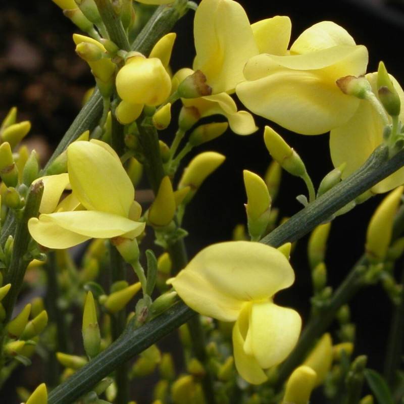 Genêt précoce Allgold, Cytisus à fleurs Jaune - feuillage Caduc - Pot de 3L - 40/60 cm-  hauteur à maturité De 1,00 m à 1,50 m - Imagen 1