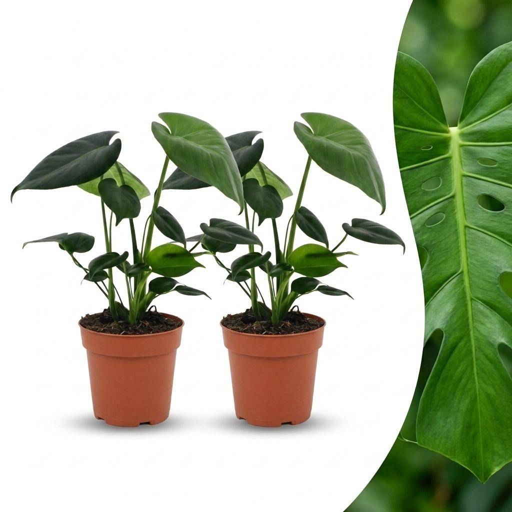 Monstera Deliciosa - Pot de 12cm - 2 plantes - Sans cache-pot - Plantes d'intérieur