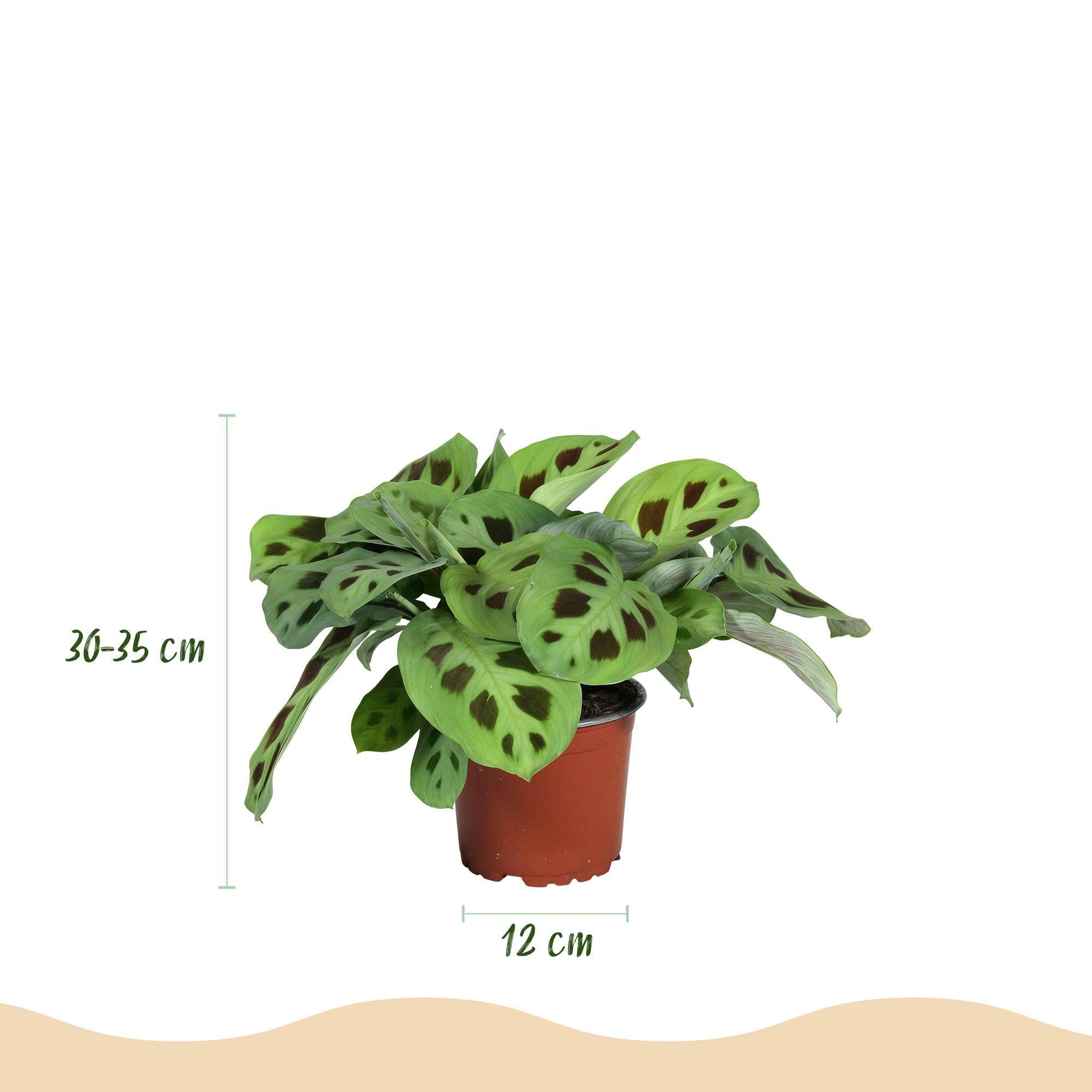 Marantha Silverband, Marantha Lemon Vert Clair Marantha Kerchoveana - H35cm - Image 4