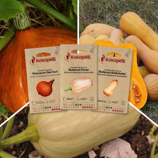 Courges à petits fruits - 3 sachets de graines bio à semer - Image 1