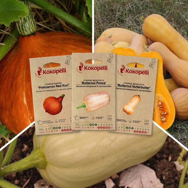 Courges à petits fruits - 3 sachets de graines bio à semer - Imagen 1