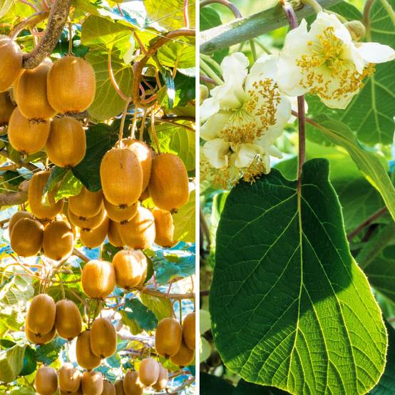 Duo de Kiwi Montcap pied femelle et Tomuri pied mâle pollinisateur - Collection de 2 plantes