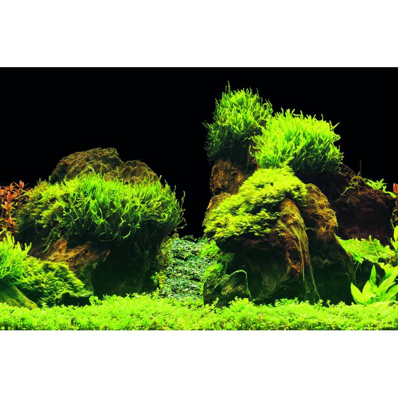 Superfish - Poster Superfish Deco E5 aquariophile 120 x 61 cm - SUPERFISH