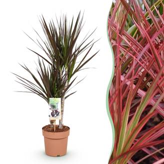 Dracaena Magenta - Ø17cm - ↕80cm - Plantes d’intérieur