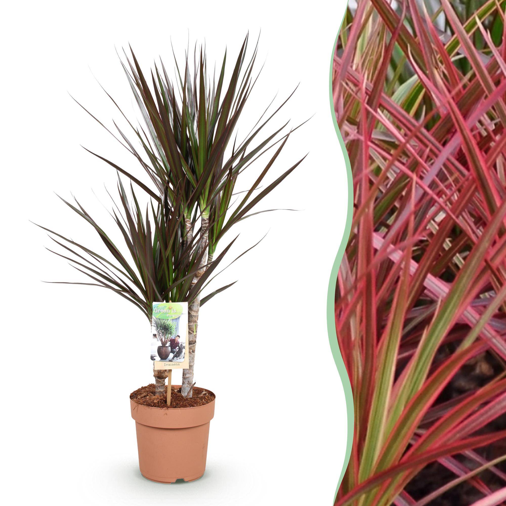 Dracaena Magenta - Ø17cm - ↕80cm - Plantes d’intérieur