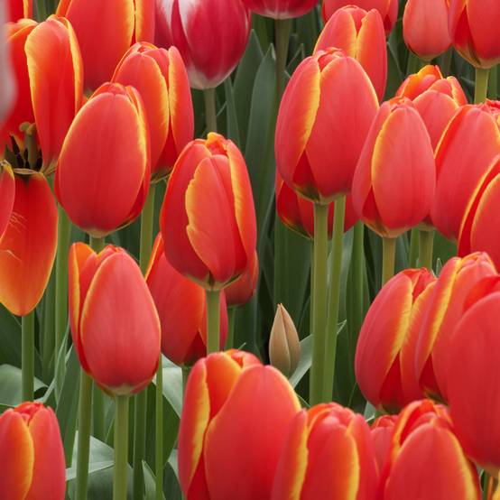 Promesse de Fleurs - Tulipe Darwin World's Favourite Bulbe calibre 11+ (par 10)