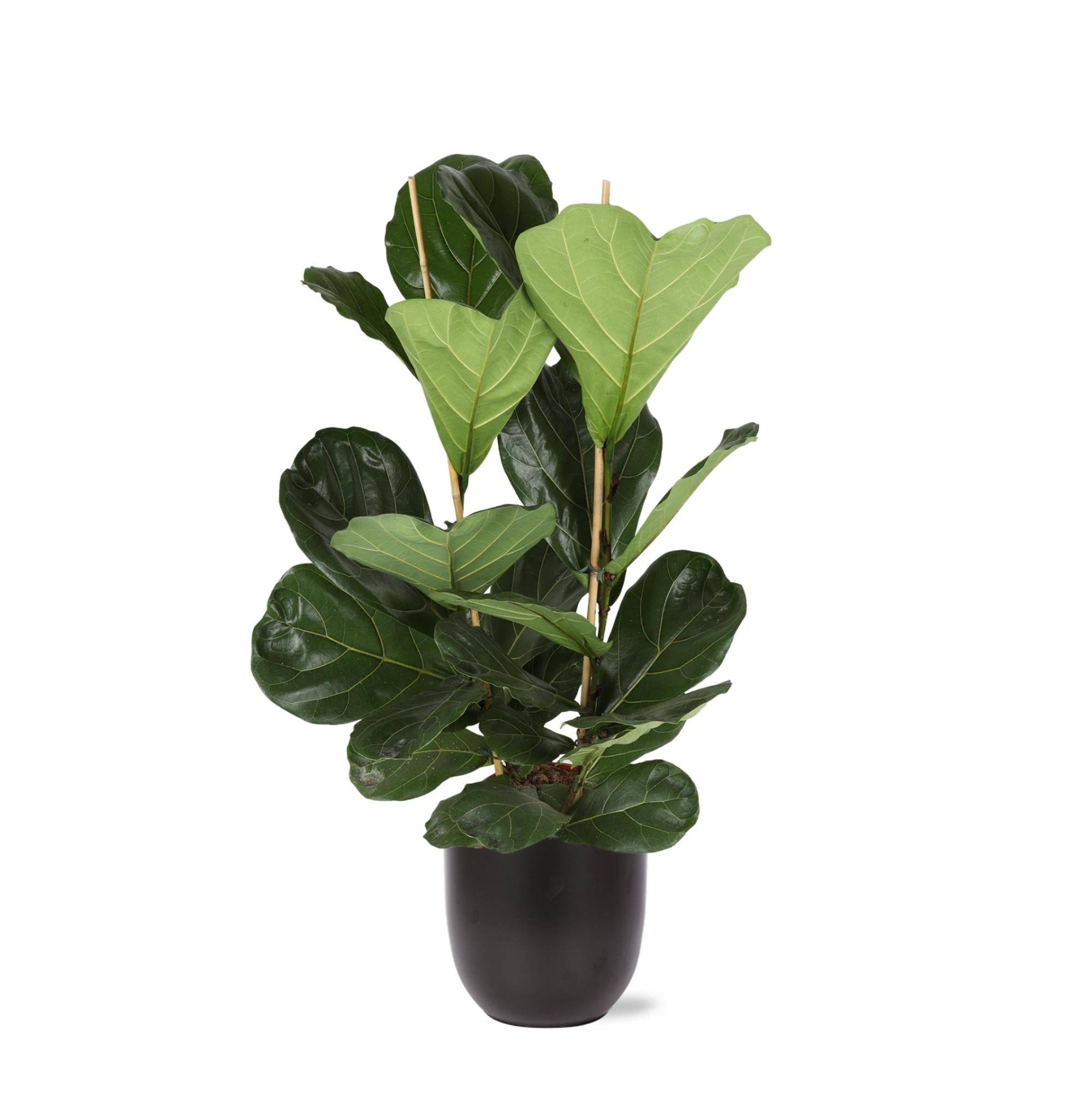 Ficus Lyrata et son pot- La Green Touch Noir - Hauteur 120cm