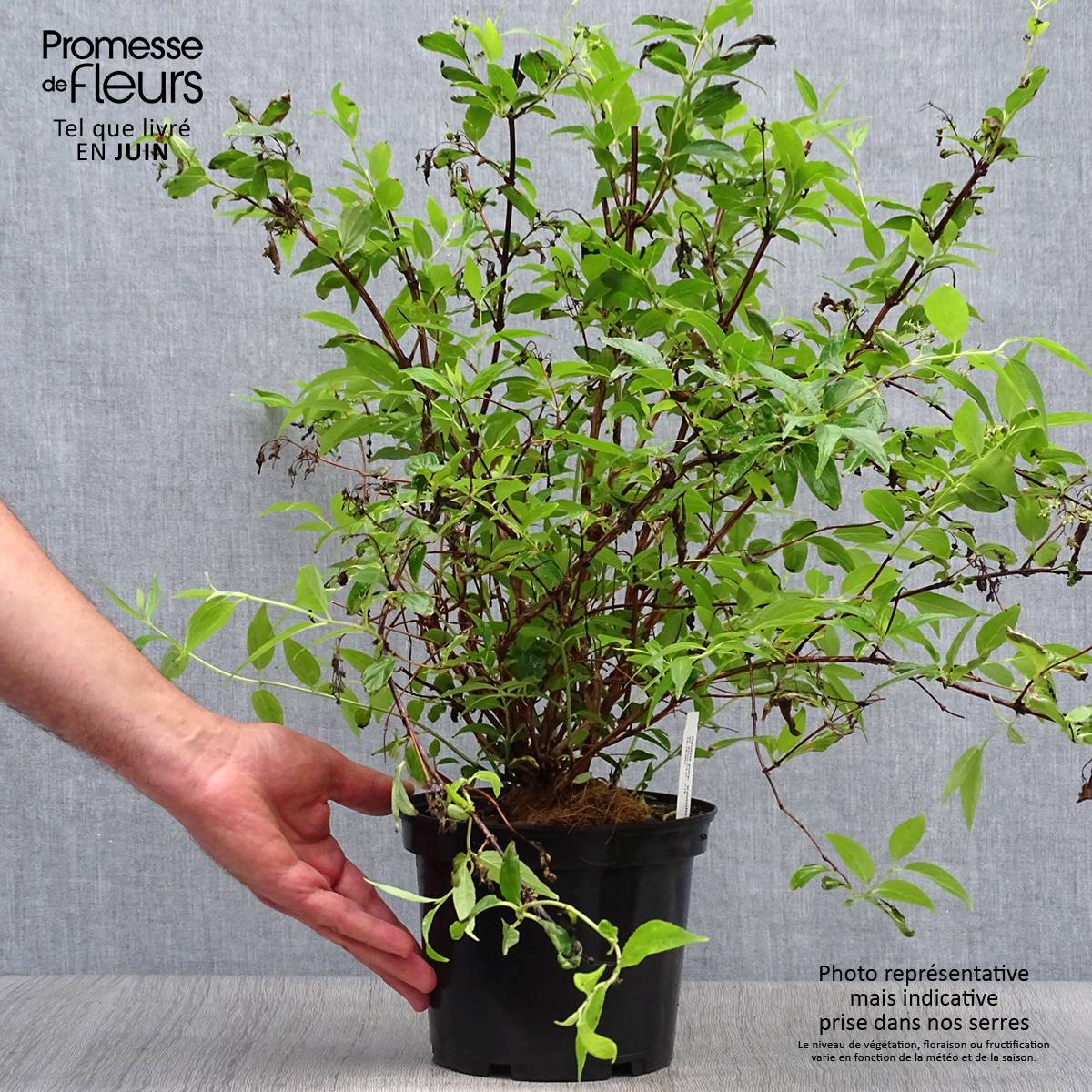 Deutzia purpurascens Kalmiiflora - Deutzie Pot de 3L/4L - Image 2