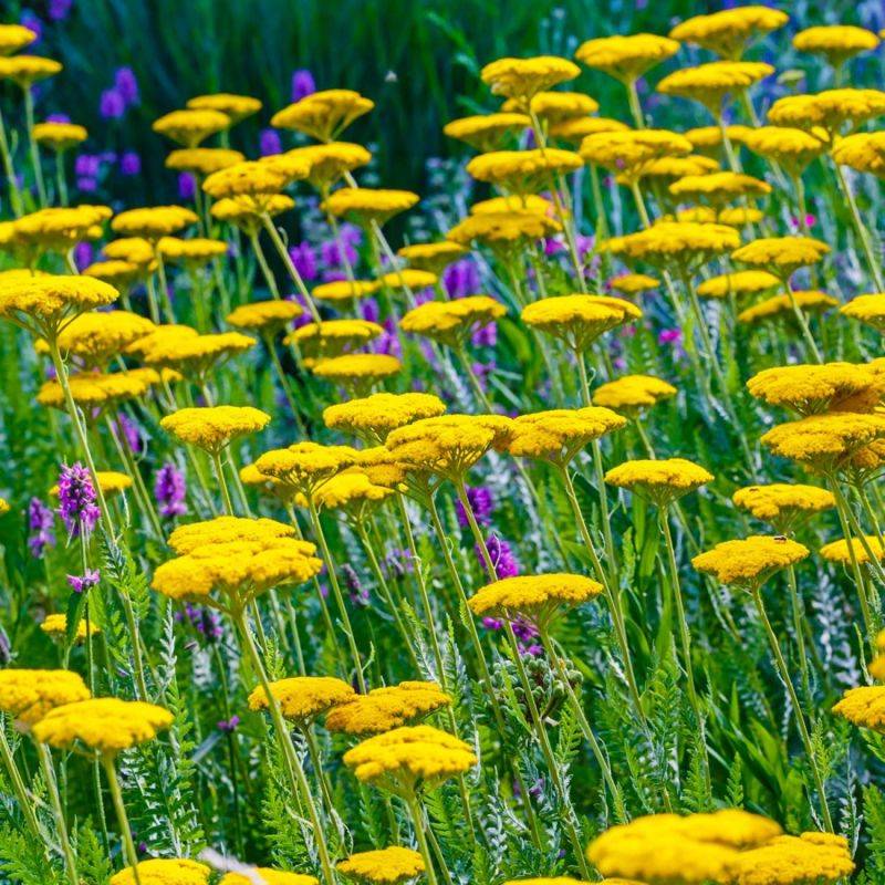 3 Achillées Eupatoire 'Parker's Variety' (Achillea Filipendulina) - Lot de 3 vivaces - Pépinières Naudet - Image 2