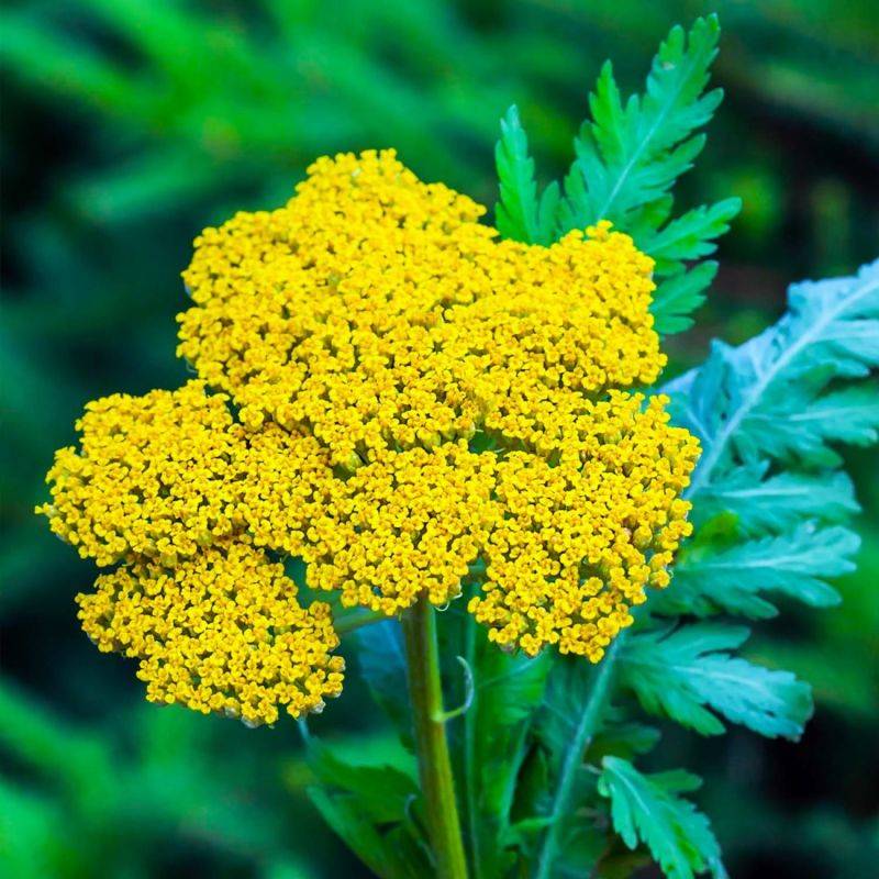 3 Achillées Eupatoire 'Parker's Variety' (Achillea Filipendulina) - Lot de 3 vivaces - Pépinières Naudet - Image 1