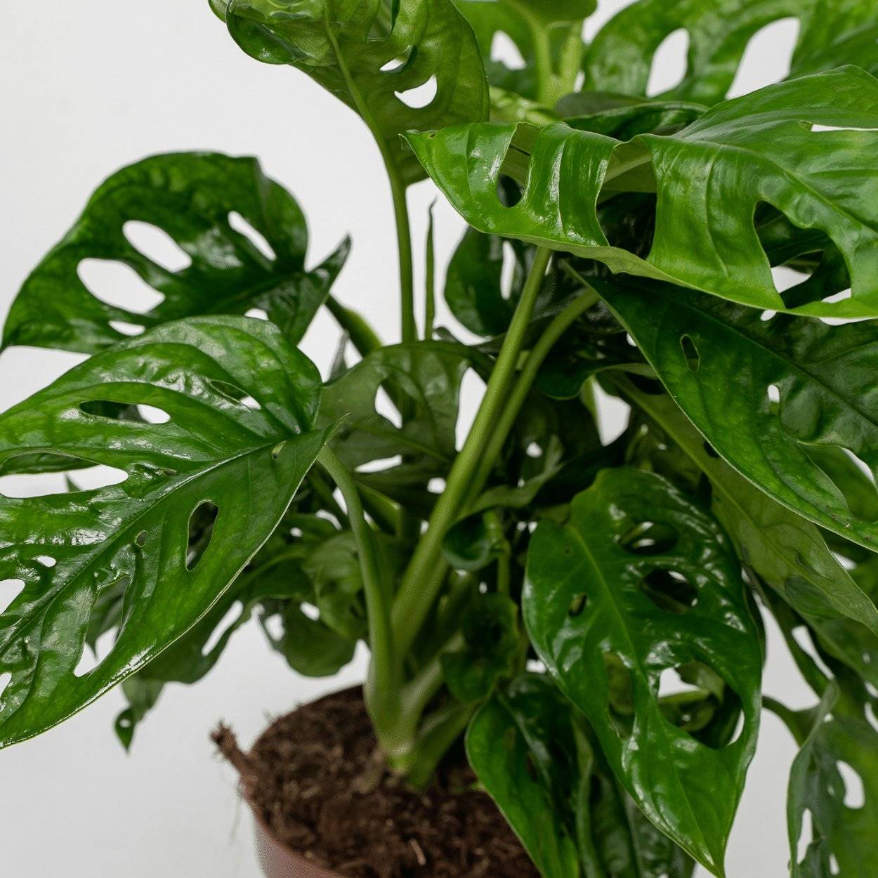 Monstera Monkey Leaf - H30cm - Image 3