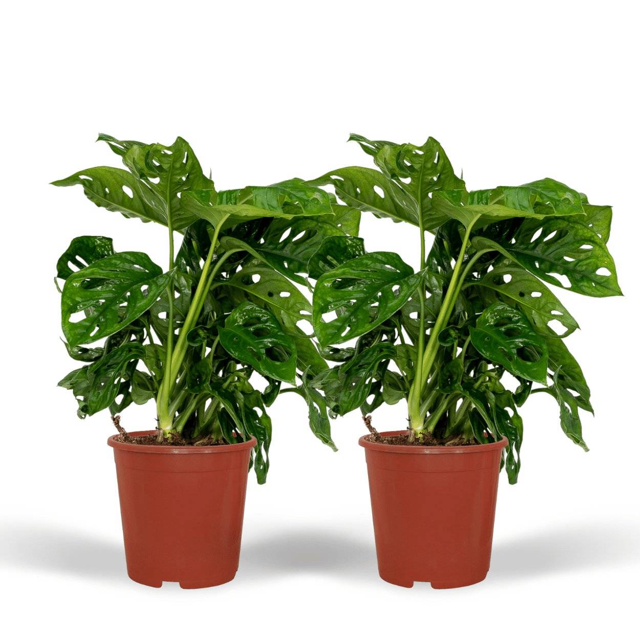 Monstera Monkey Leaf - H30cm - Image 1