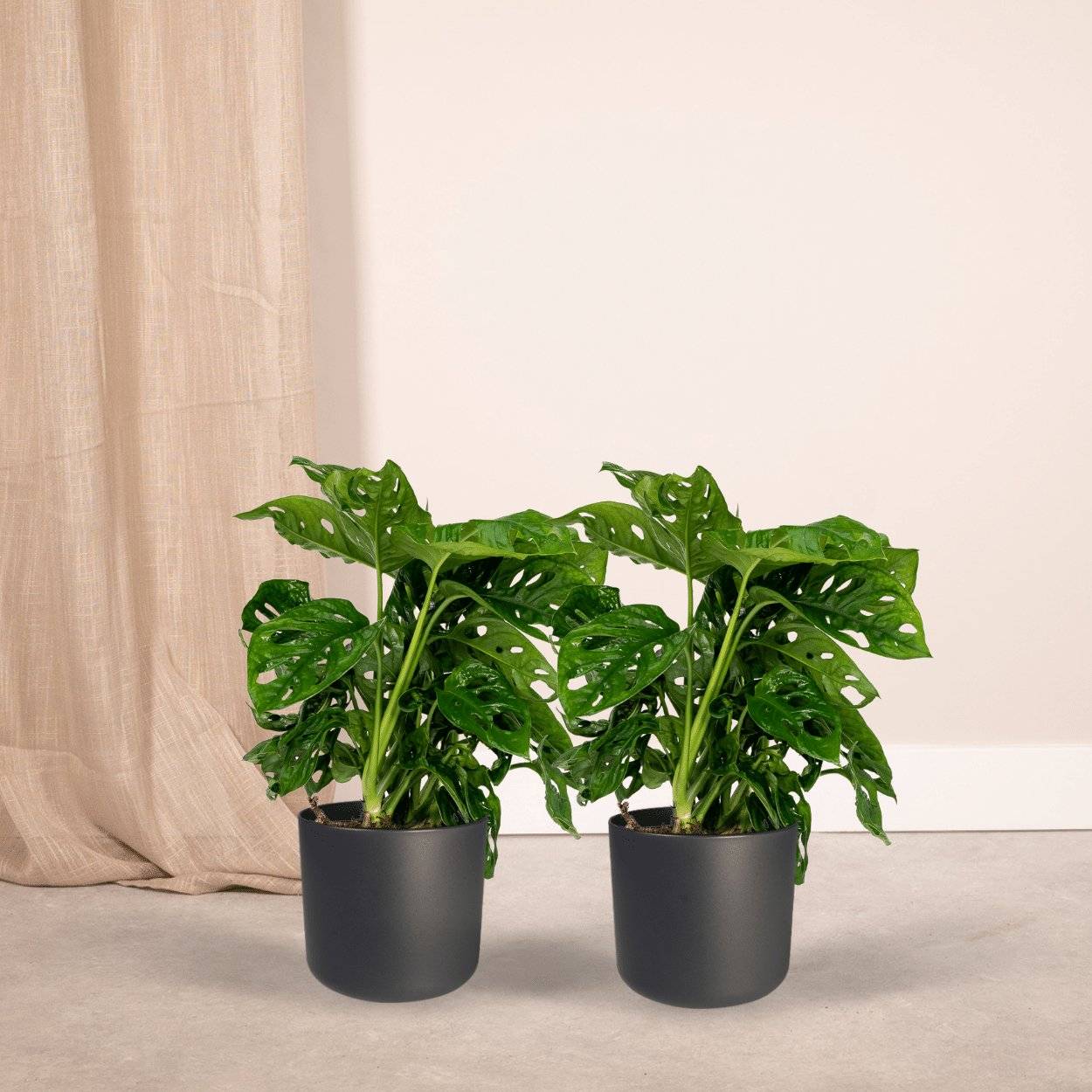 Monstera Monkey Leaf - H30cm - Image 2
