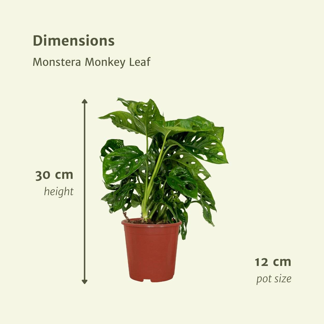 Monstera Monkey Leaf - H30cm - Image 4