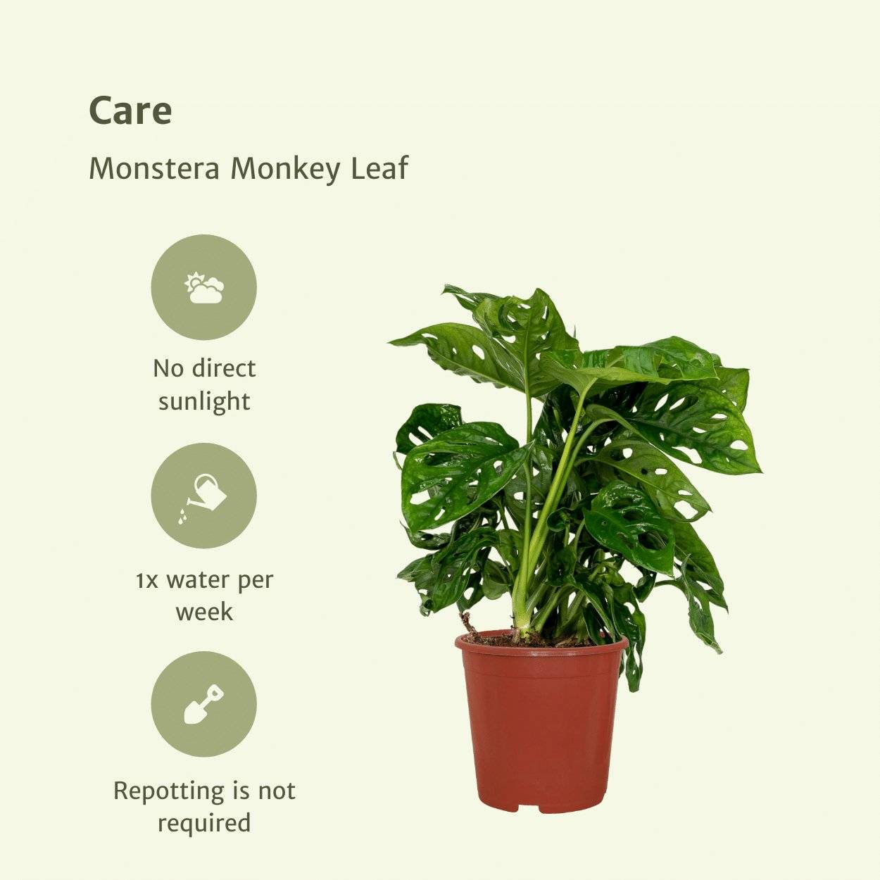 Monstera Monkey Leaf - H30cm - Image 5
