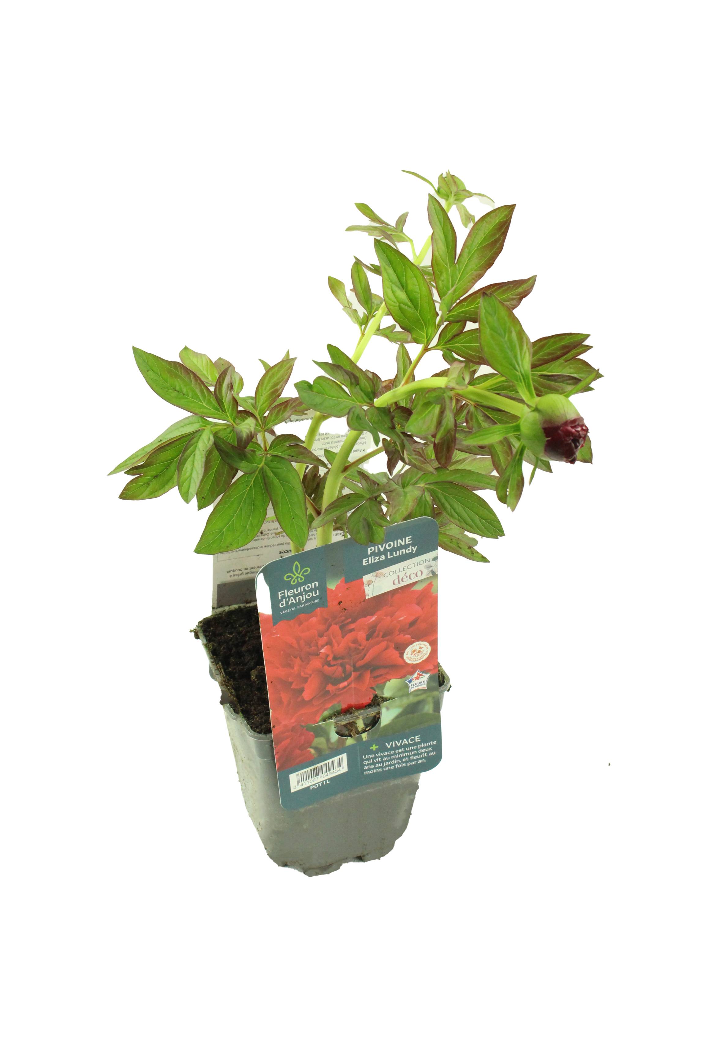 Pivoine Herbacée Rouge pot de 1litre - Image 1