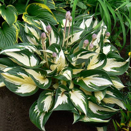 Hosta Fire and Ice Godet de 8/9 cm