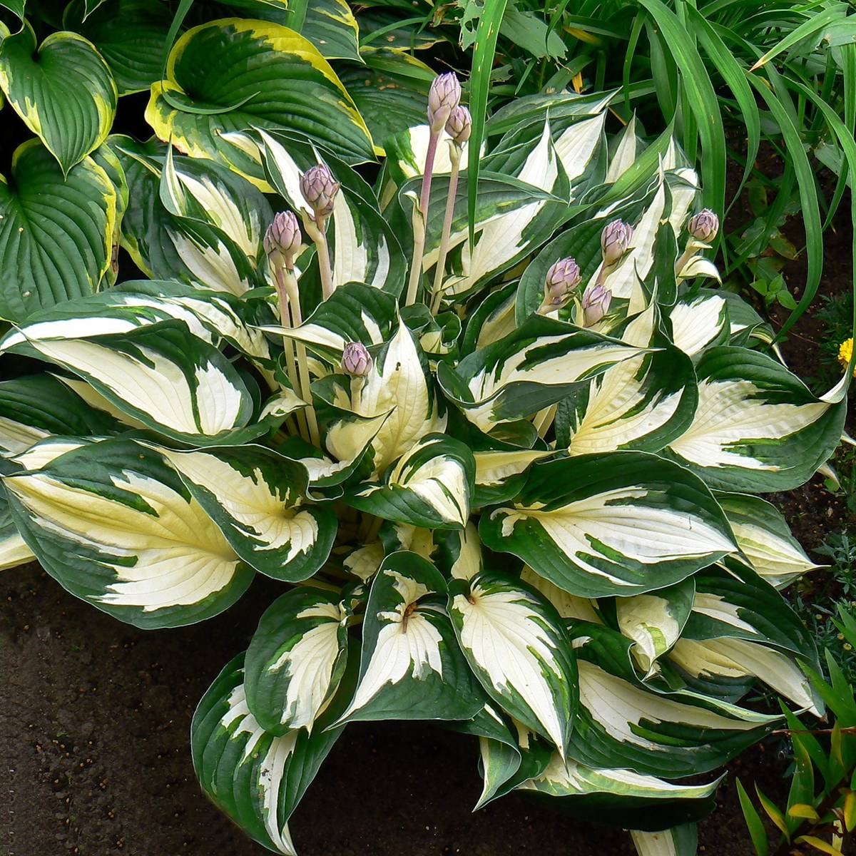 Hosta Fire and Ice Godet de 8/9 cm