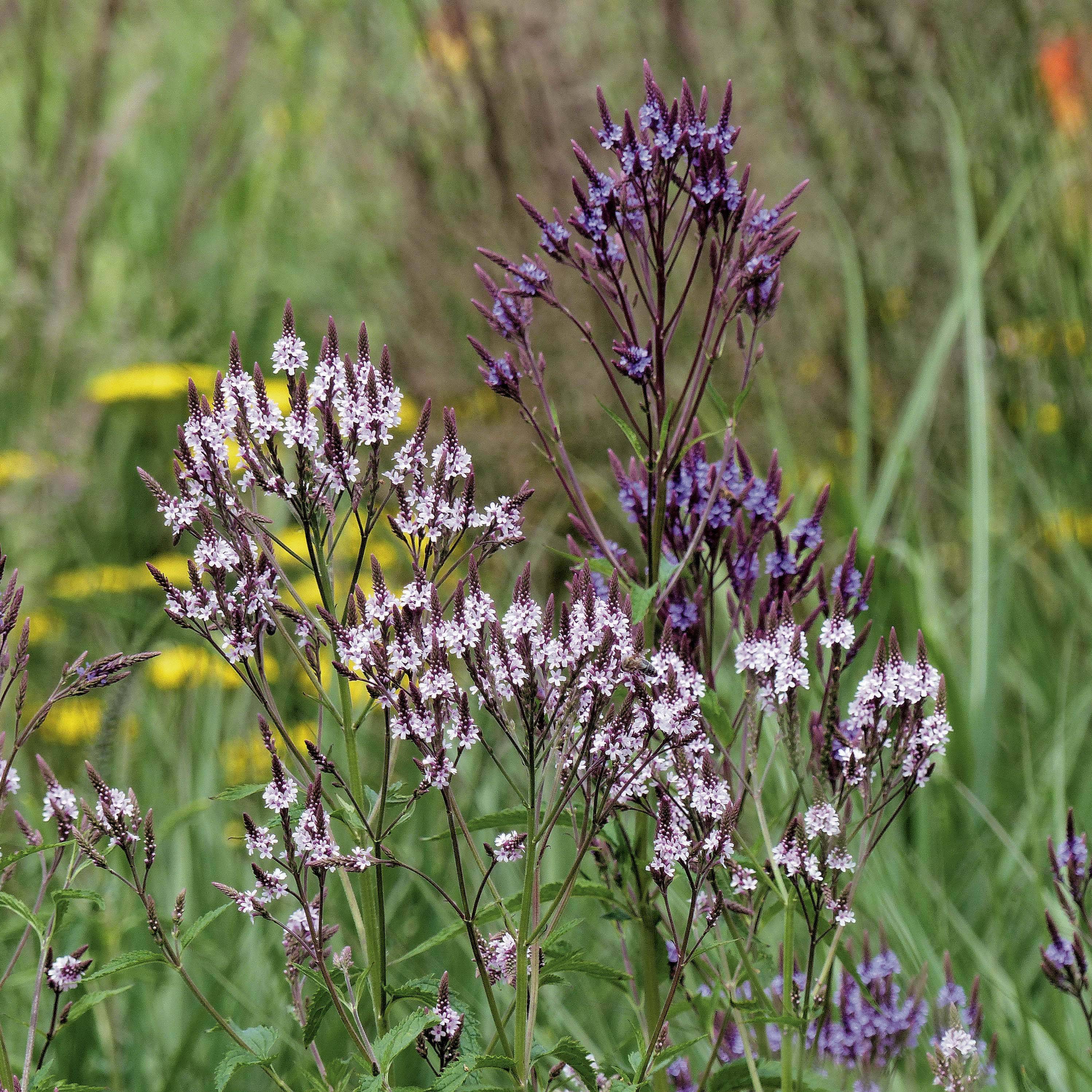 Collection Duo de verveine hastata - Collection de 2 plantes