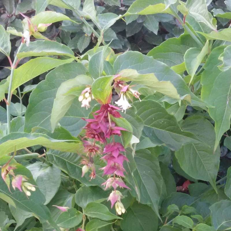 Arbre aux faisans, Leycesteria à fleurs Rouge - feuillage Caduc - Pot de 7,5L - 60/80 cm-  hauteur à maturité De 1,50 m à 2,00 m - Imagen 6