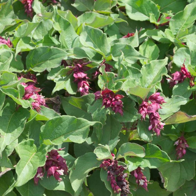 Arbre aux faisans, Leycesteria à fleurs Rouge - feuillage Caduc - Pot de 7,5L - 60/80 cm-  hauteur à maturité De 1,50 m à 2,00 m - Imagen 3