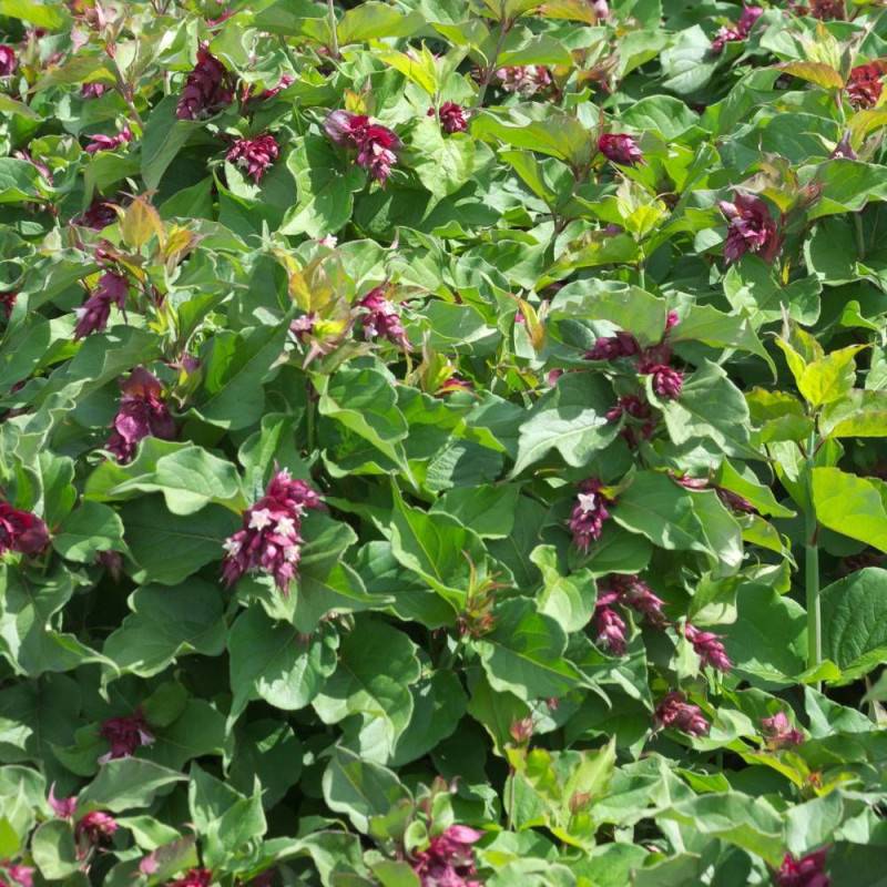 Arbre aux faisans, Leycesteria à fleurs Rouge - feuillage Caduc - Pot de 7,5L - 60/80 cm-  hauteur à maturité De 1,50 m à 2,00 m - Imagen 4