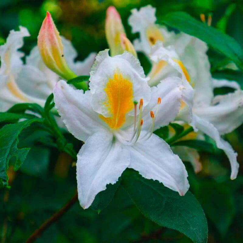 Rhododendron 'White Melody' (Rhododendron 'White Melody') - Godet - Taille 10/15cm - Pépinières Naudet - Imagen 1
