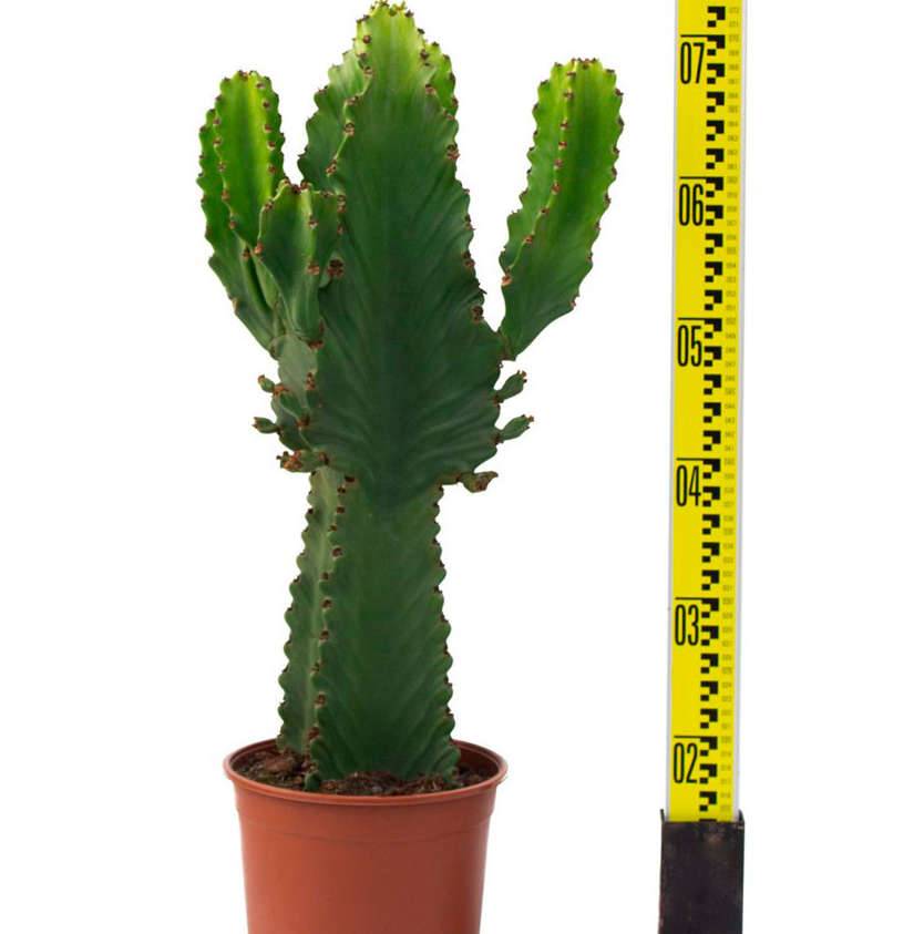 Sans Marque - Euphorbia ingens 'Candelabrum' Taille:Pot de 4 litres - 60/70 cm - Imagen 4