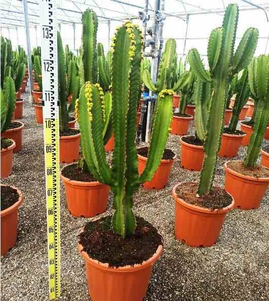 Sans Marque - Euphorbia ingens 'Candelabrum' Taille:Pot de 4 litres - 60/70 cm - Imagen 3