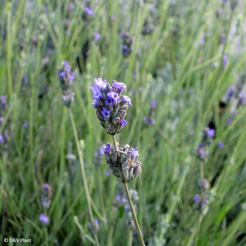 Lavande aspic ou à larges feuilles - Lavandula latifolia Pot de 1,5L/2L