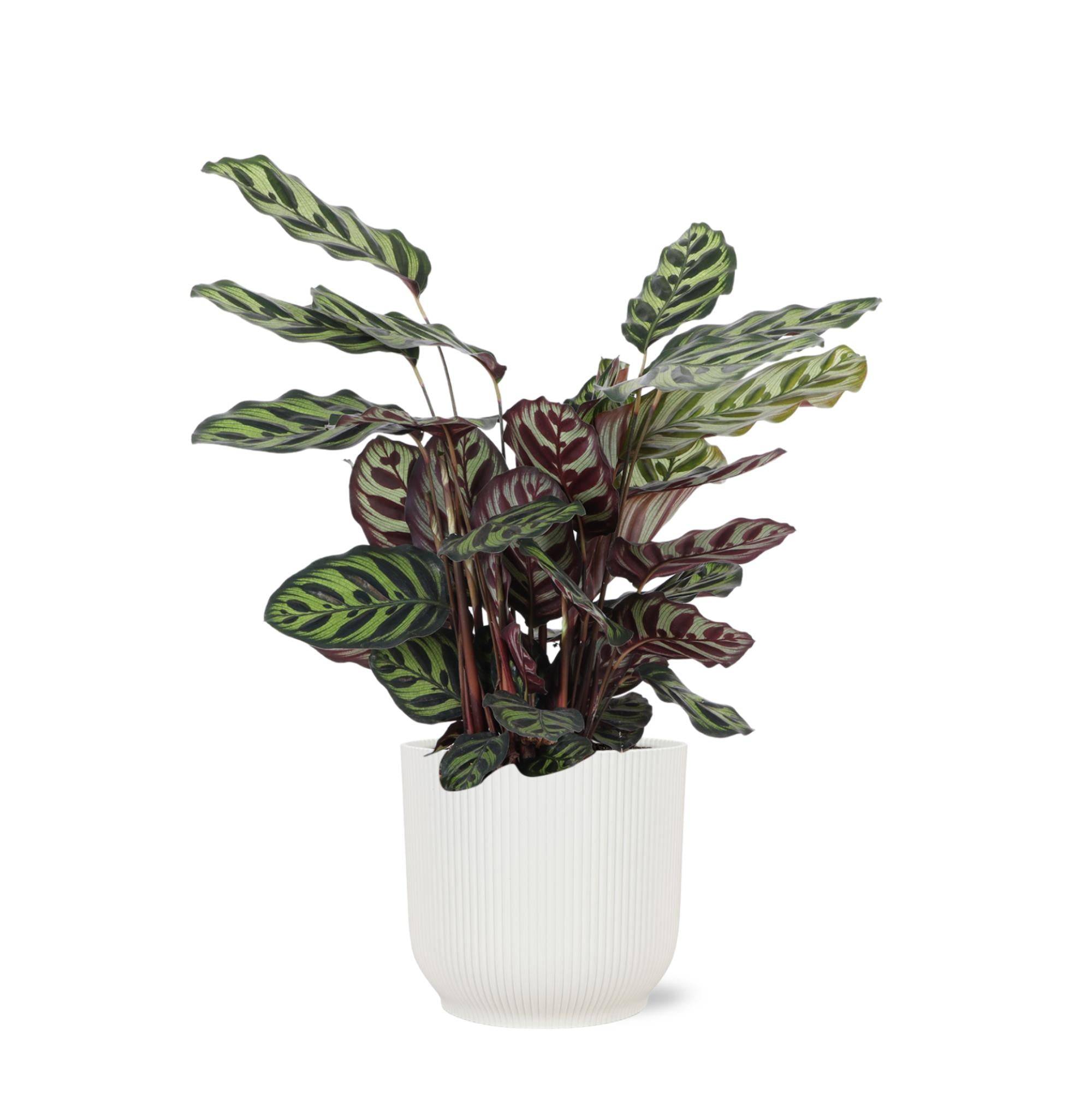 Calathea Makoyana et son pot- La Green Touch Relief Blanc - Hauteur 70cm