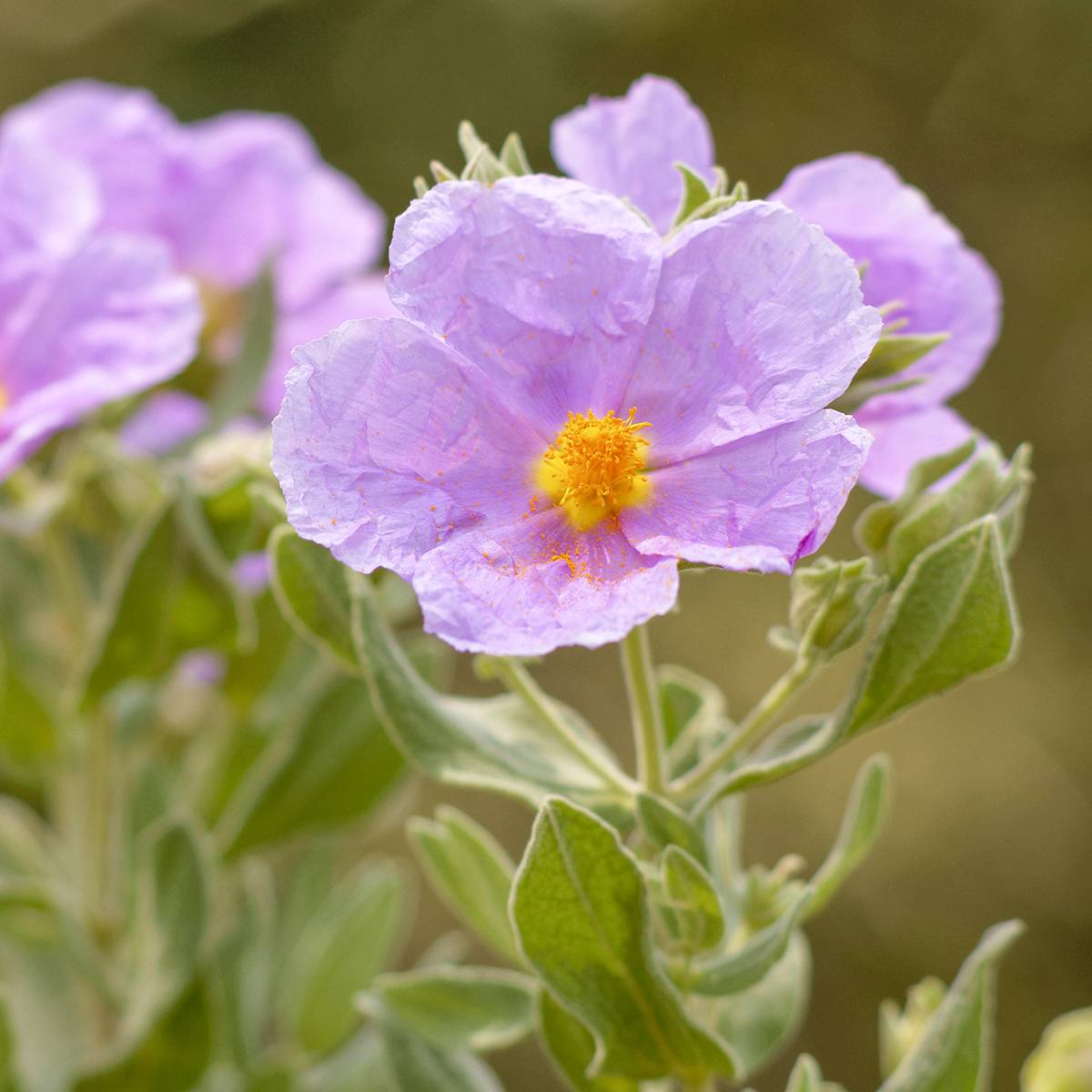 Promesse de Fleurs - Cistus albidus - Ciste cotonneux Godet de 8/9 cm
