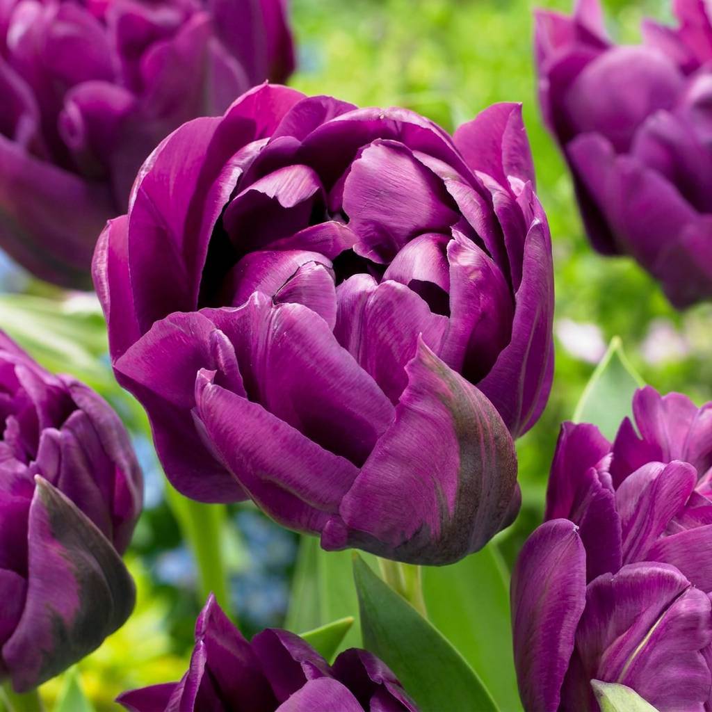 La Green Touch - Tulipe double lilas - 24 bulbes - Image 1