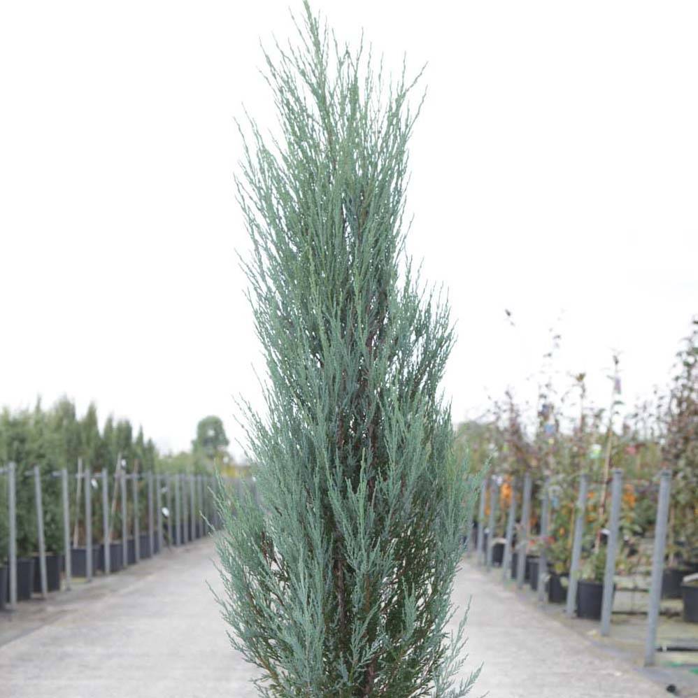 Genévrier de Virginie -Juniperus scopulorum Blue Arrow Godet de 8/9 cm