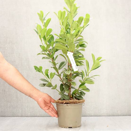 Laurier cerise - Prunus laurocerasus Obelisk Pot de 2L/3L - Image 2