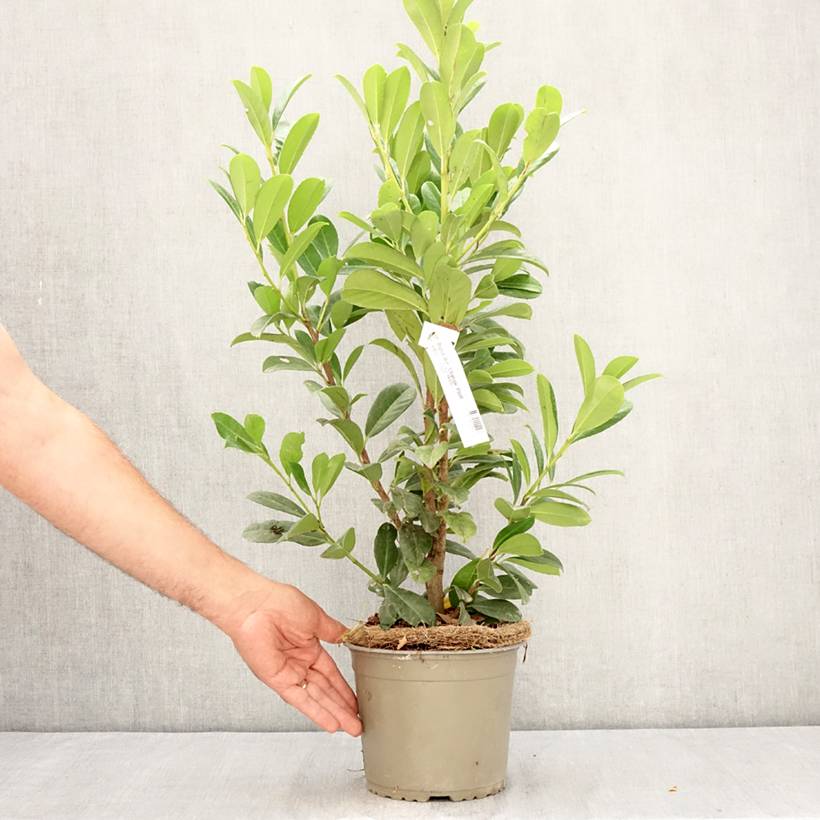 Laurier cerise - Prunus laurocerasus Obelisk Pot de 2L/3L - Image 2