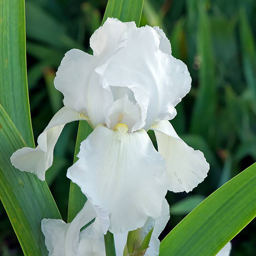 Promesse de Fleurs - Iris germanica Glacier - Iris des Jardins  Godet de 8/9 cm