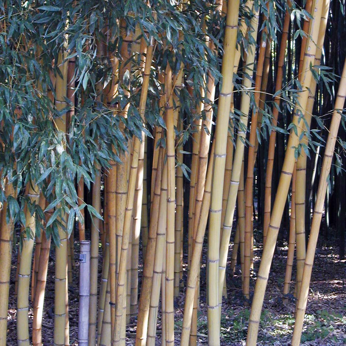 Phyllostachys viridis Sulphurea - Bambou Pot de 4L/5L - Image 1