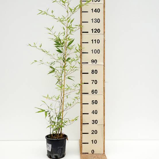 Phyllostachys viridis Sulphurea - Bambou Pot de 4L/5L - Image 2