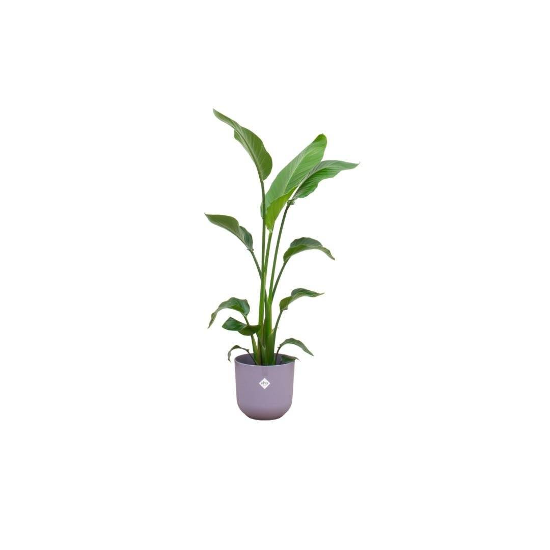 Strelitzia Nicolai 120 cm et son pot- La Green Touch Violet 23cm - Hauteur 120cm