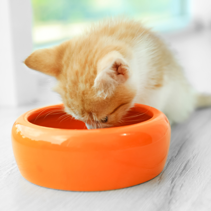 Equilibre & Instinct - Pâtées Bio au Boeuf pour Chat - Imagen 2