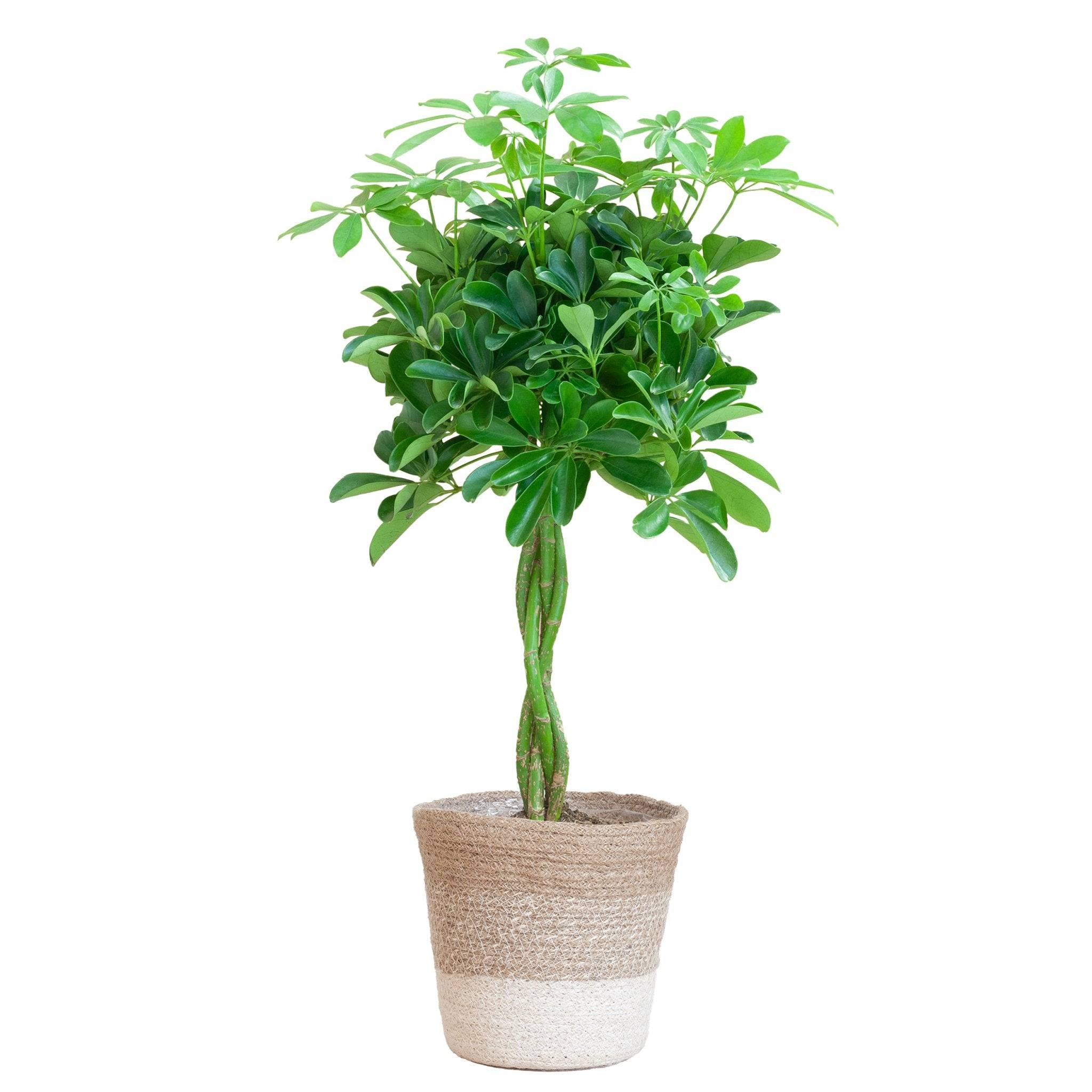 La Green Touch - Schefflera XL + Panier 80cm - Plante d'intérieur- La Green Touch - Imagen 3