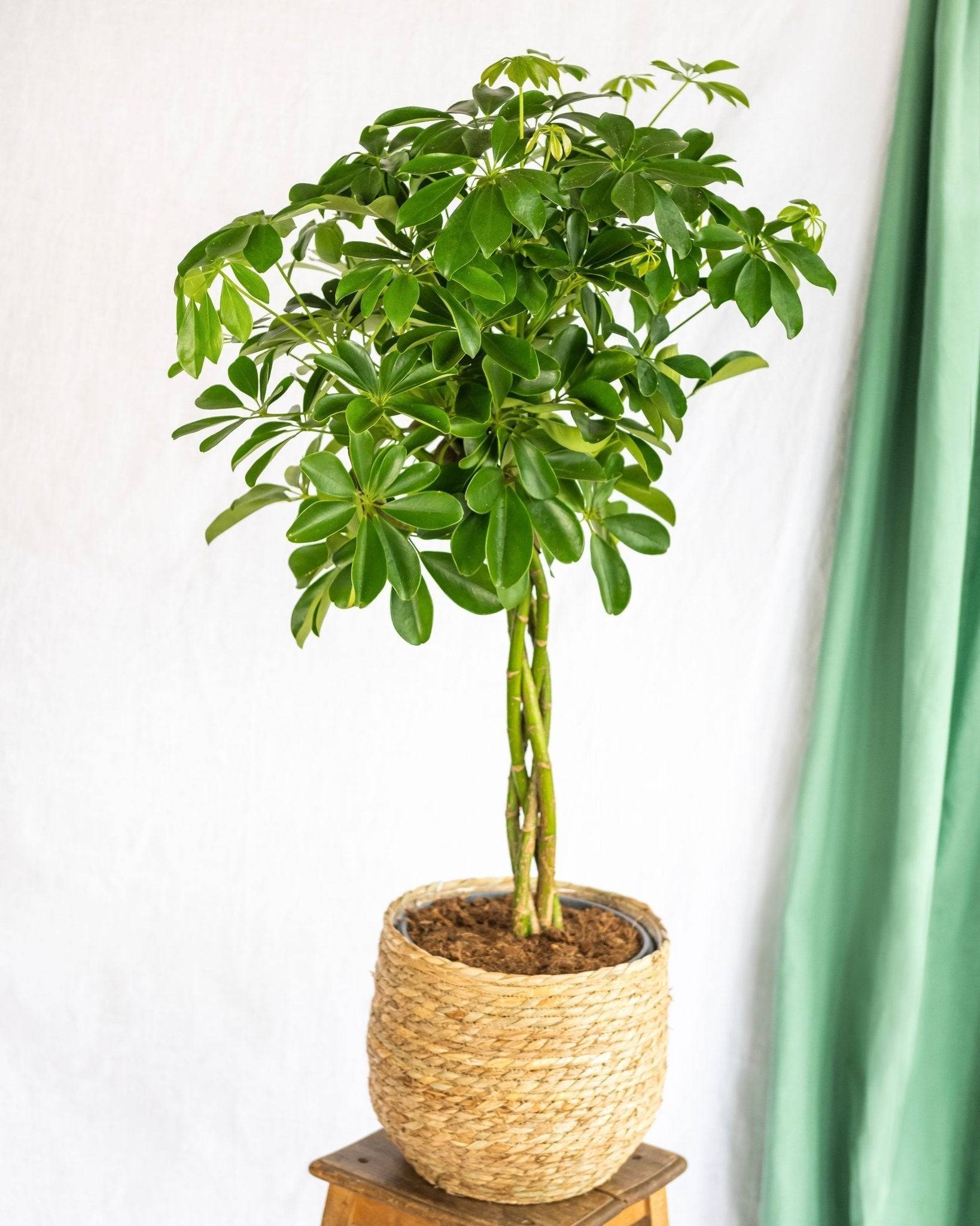 La Green Touch - Schefflera XL + Panier 80cm - Plante d'intérieur- La Green Touch - Imagen 4