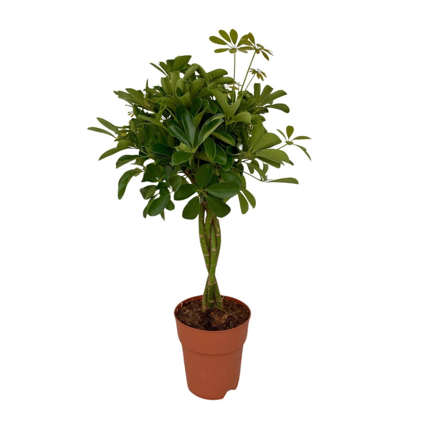 La Green Touch - Schefflera XL + Panier 80cm - Plante d'intérieur- La Green Touch - Imagen 1